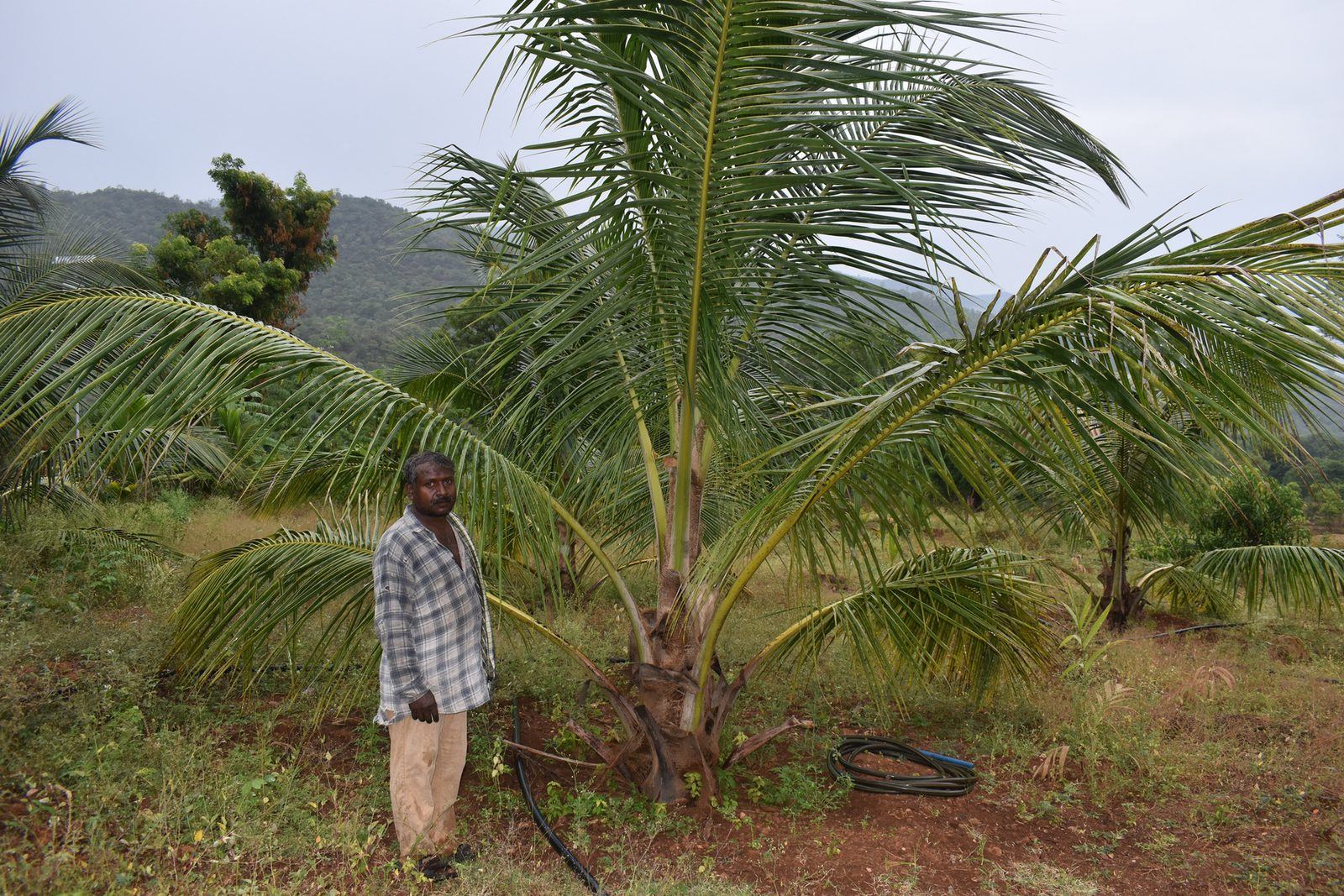 A farmer standing on land developed under an NMCT livelihood programme